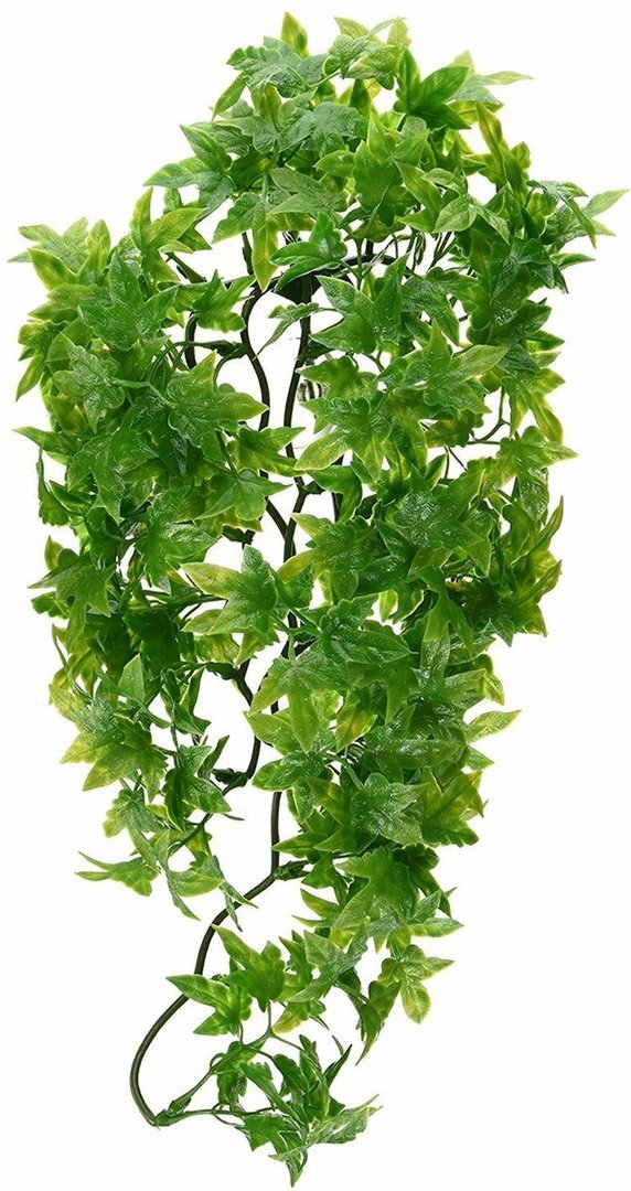 Congo Ivy 36 cm Small