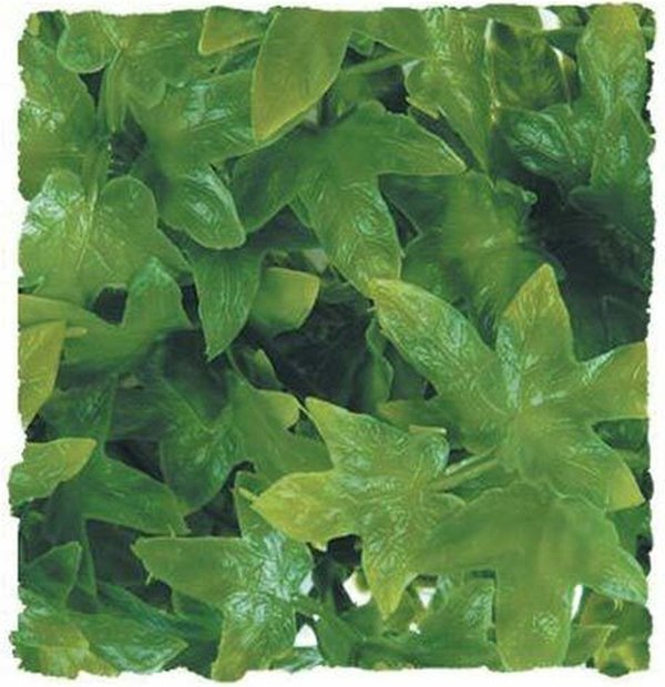 Congo Ivy 46 cm Medium